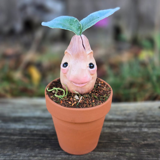 Mandrake Root, Mandragora. Potted Bulb