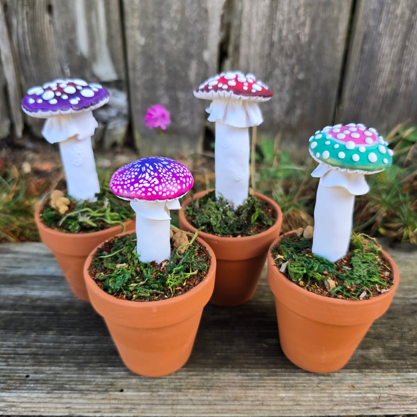 Potted Mushrooms