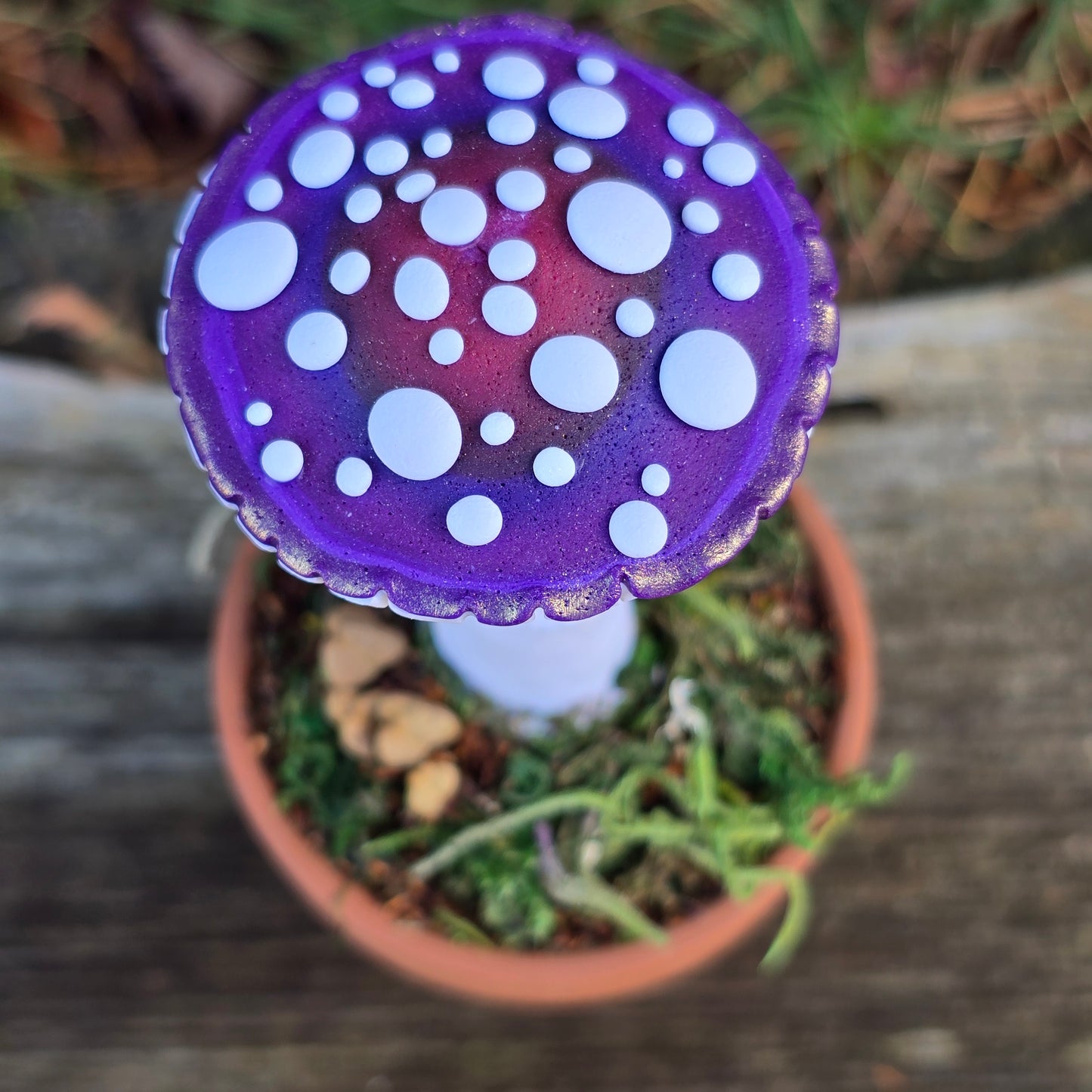 Potted Mushrooms