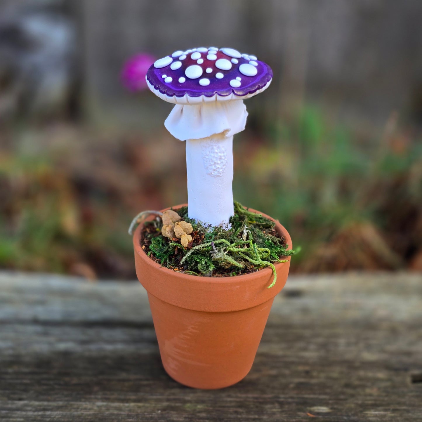 Potted Mushrooms