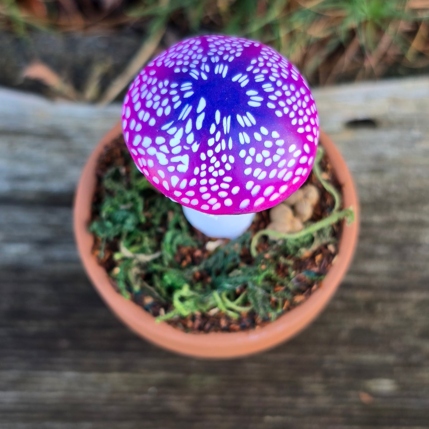 Potted Mushrooms