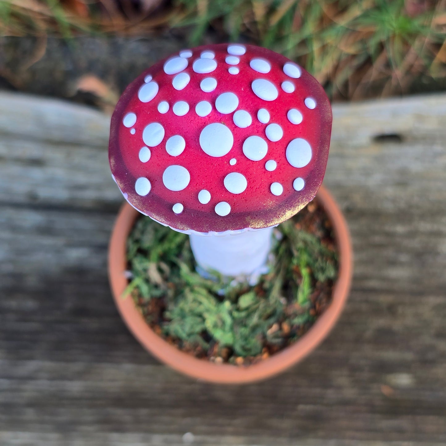 Potted Mushrooms