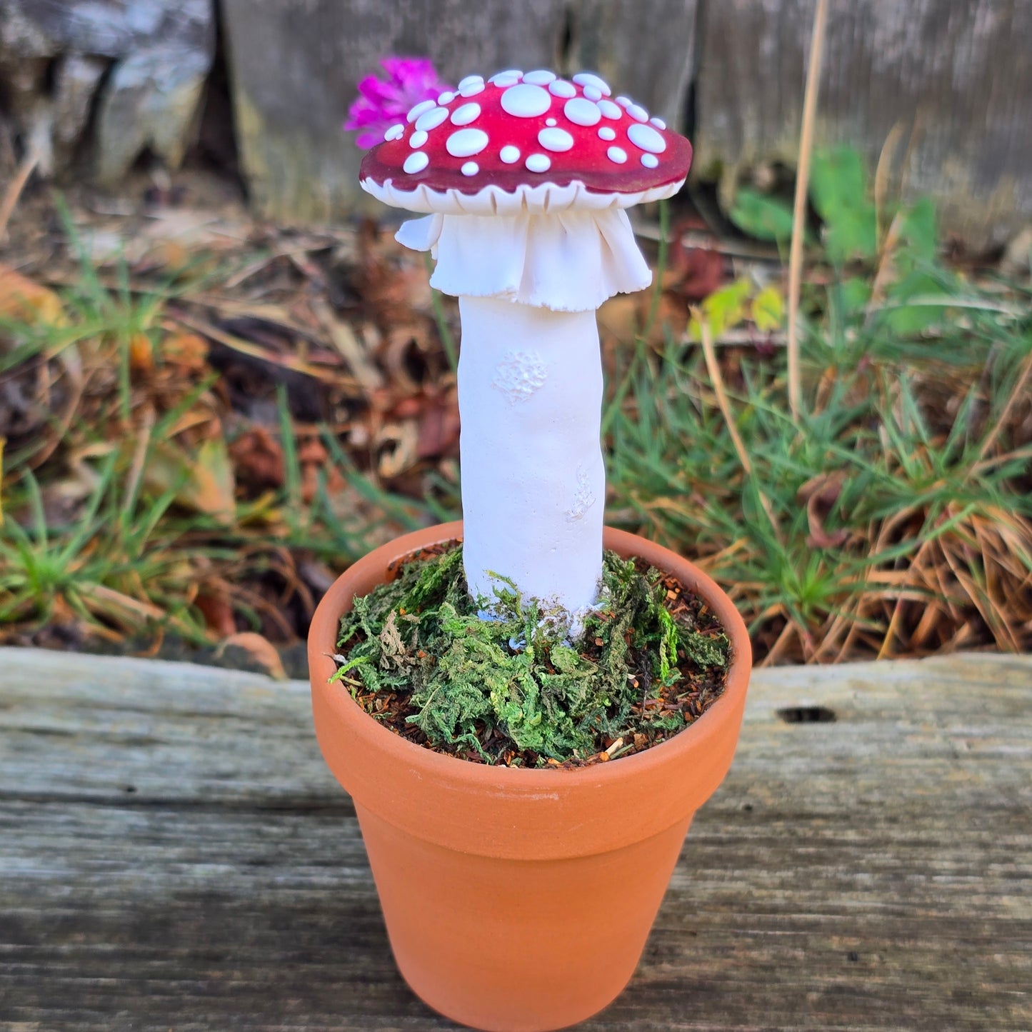 Potted Mushrooms