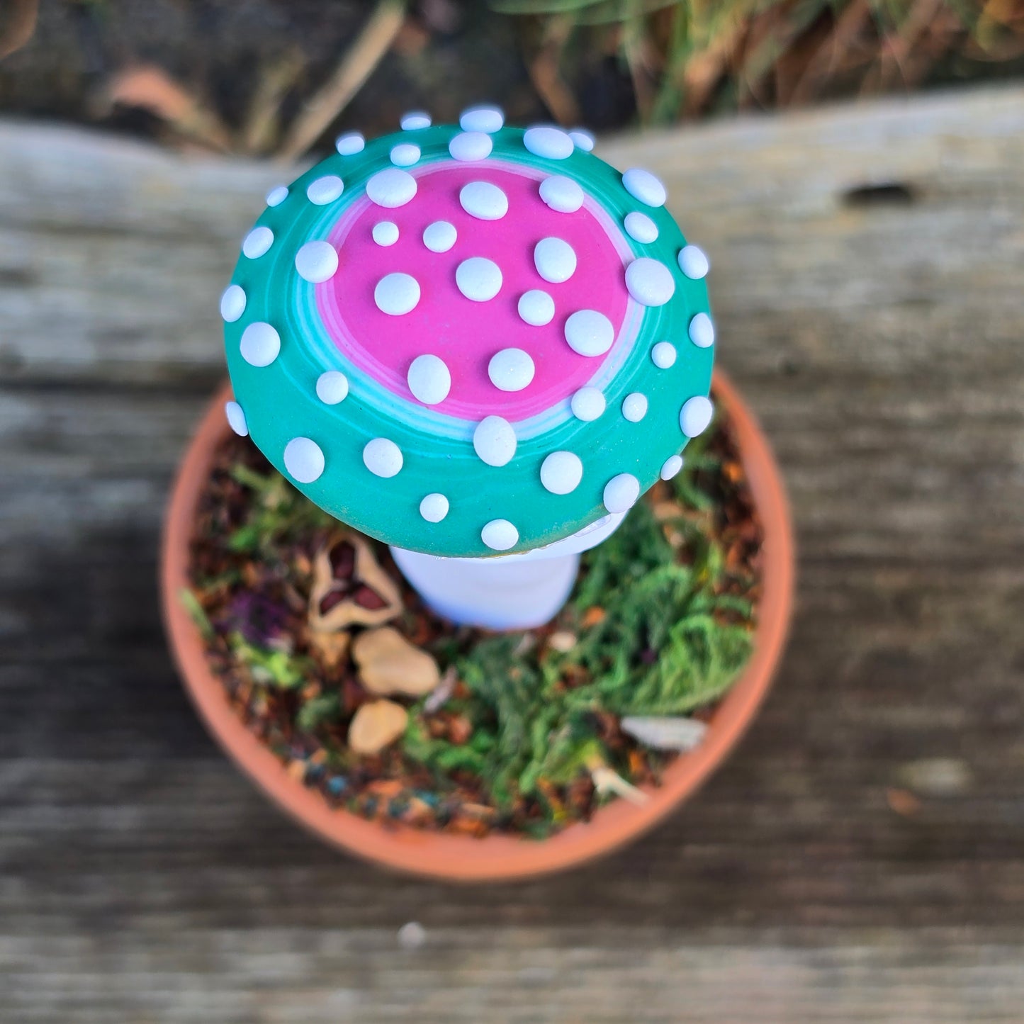 Potted Mushrooms